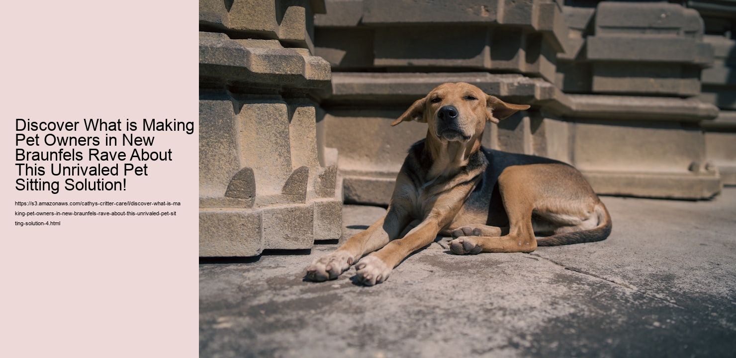Discover What is Making Pet Owners in New Braunfels Rave About This Unrivaled Pet Sitting Solution!