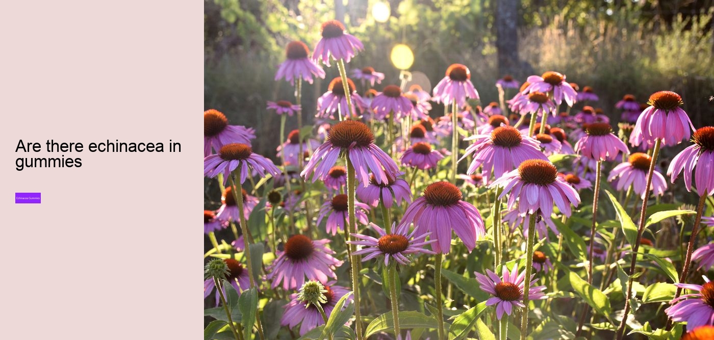 Who should not take echinacea?