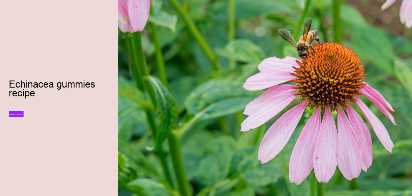 echinacea gummies for adults