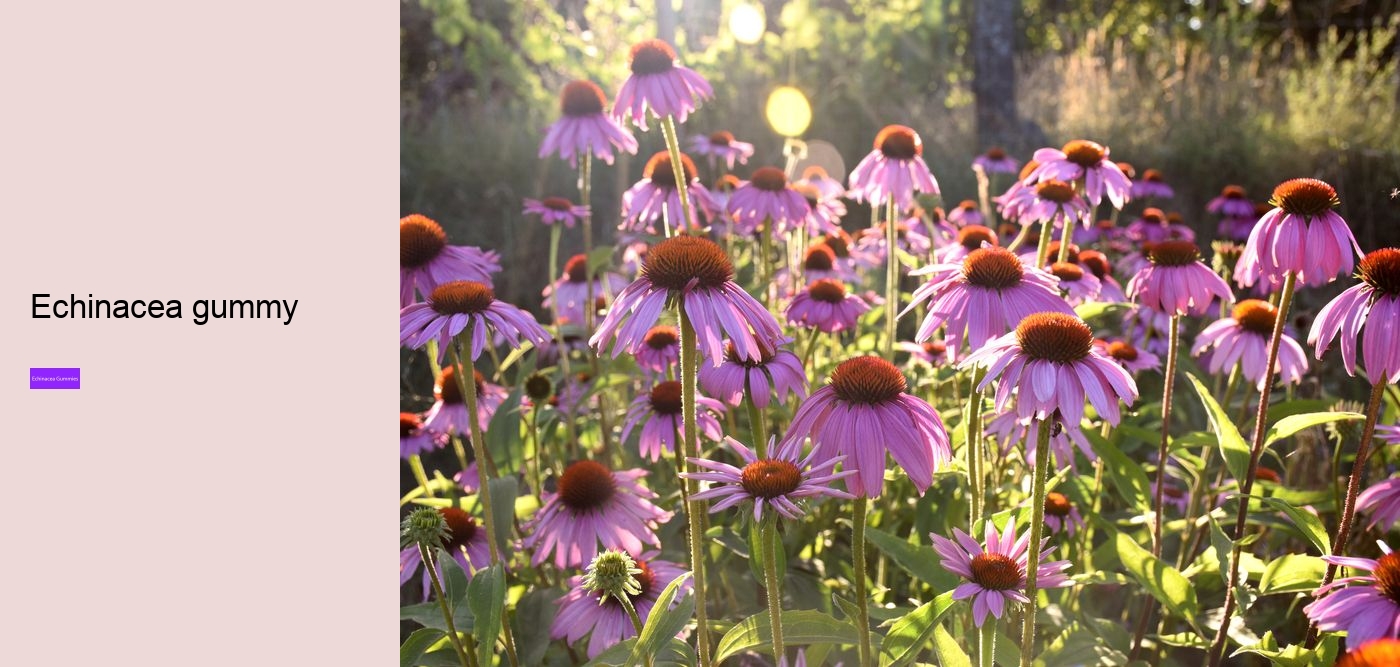 Is echinacea good for your gut?