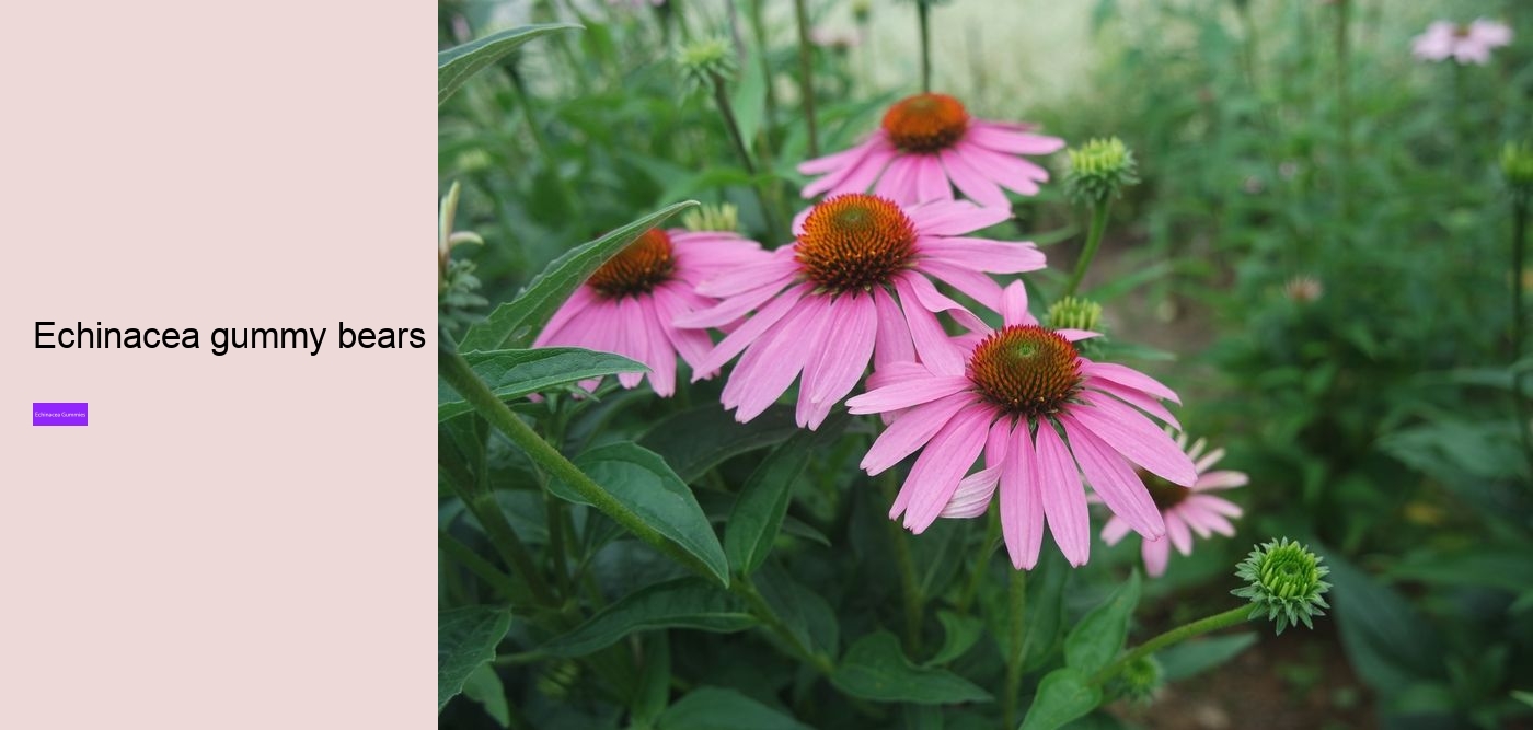 What are the side effects of echinacea?