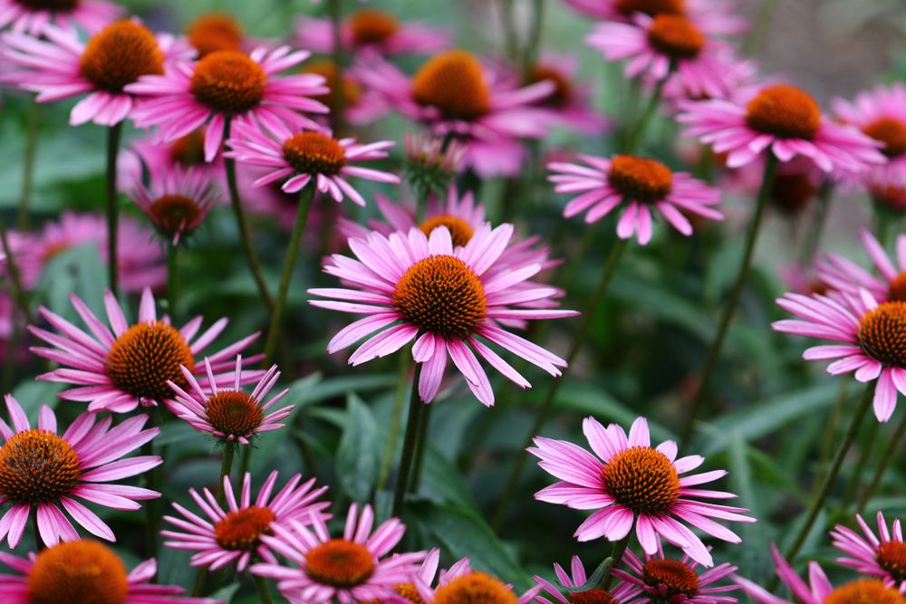 Who should not take echinacea?