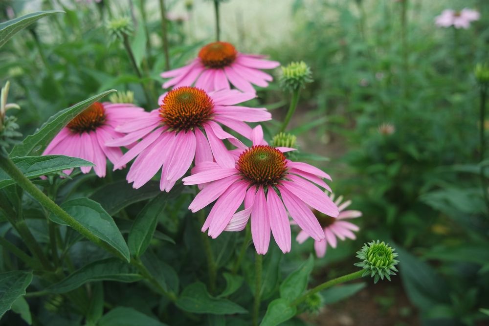 zinc echinacea