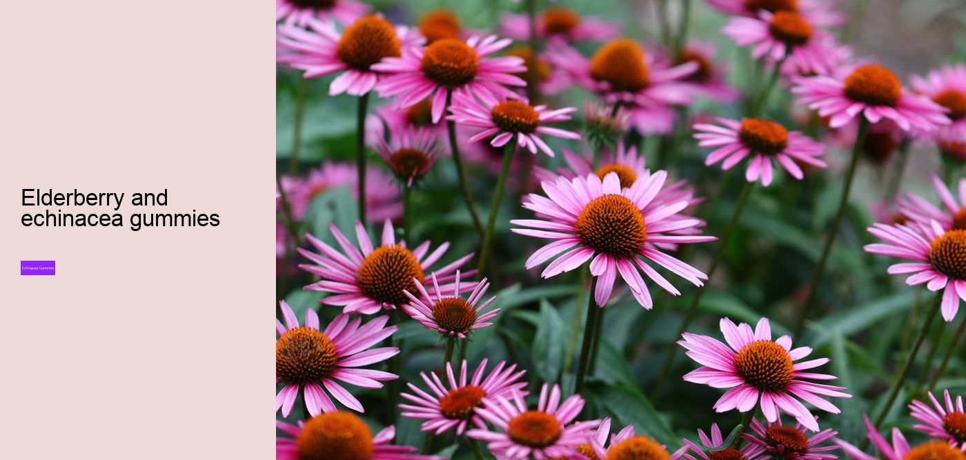 echinacea gummies