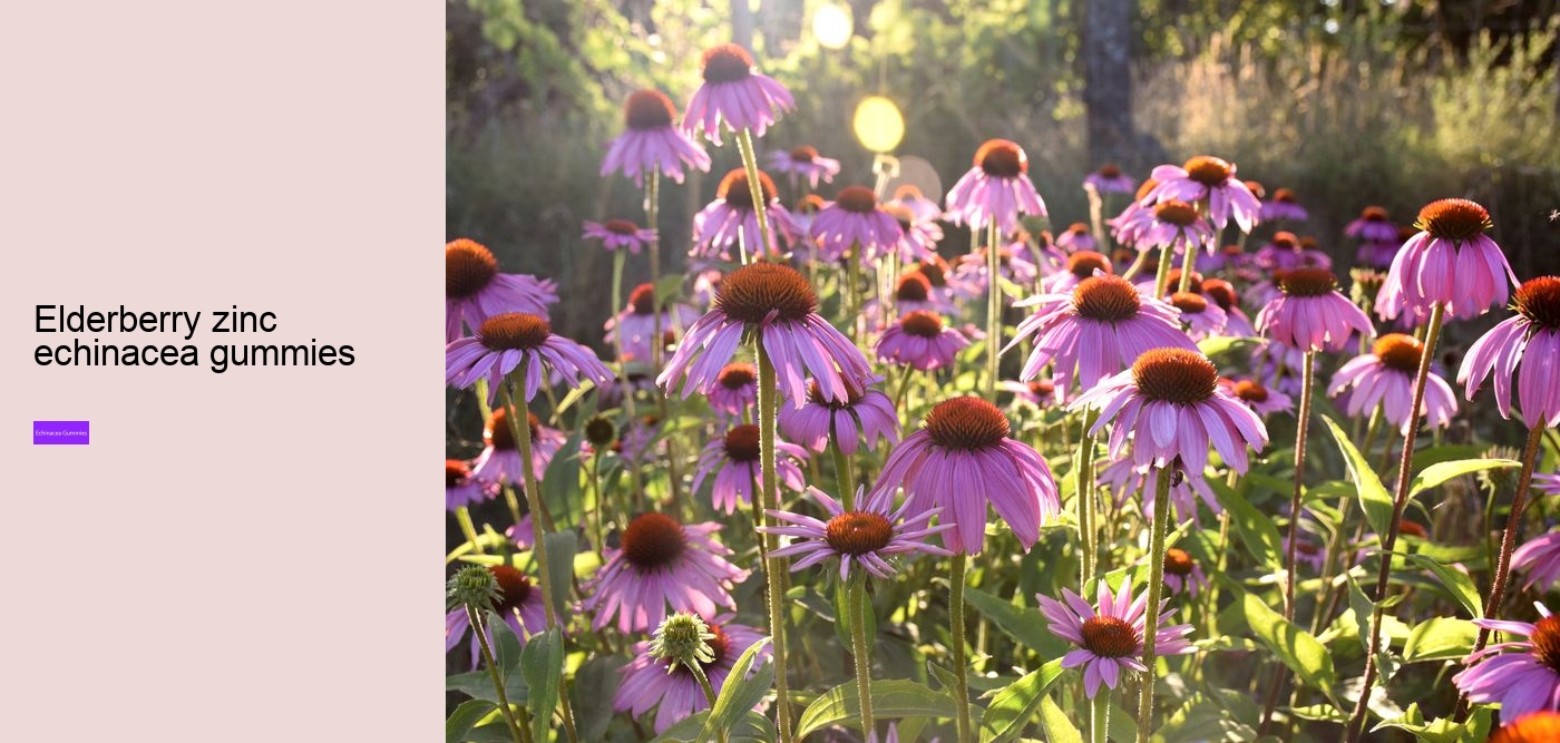 elderberry gummies with zinc and echinacea