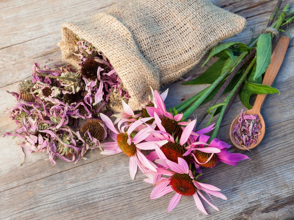 Why not take echinacea on an empty stomach?