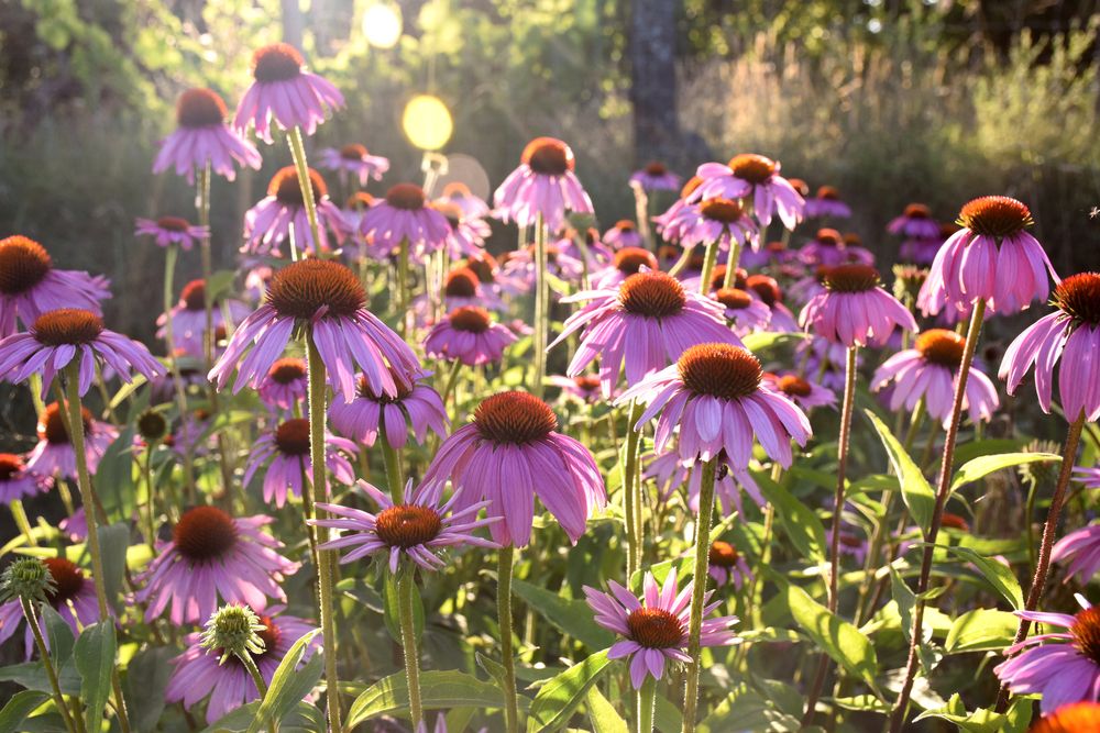 echinacea for kids