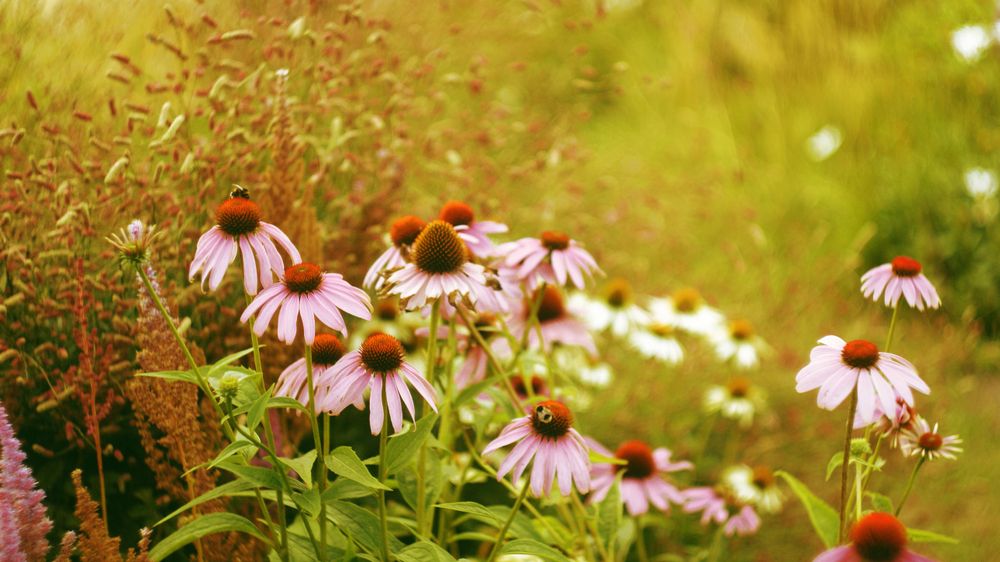 Why not take echinacea on an empty stomach?