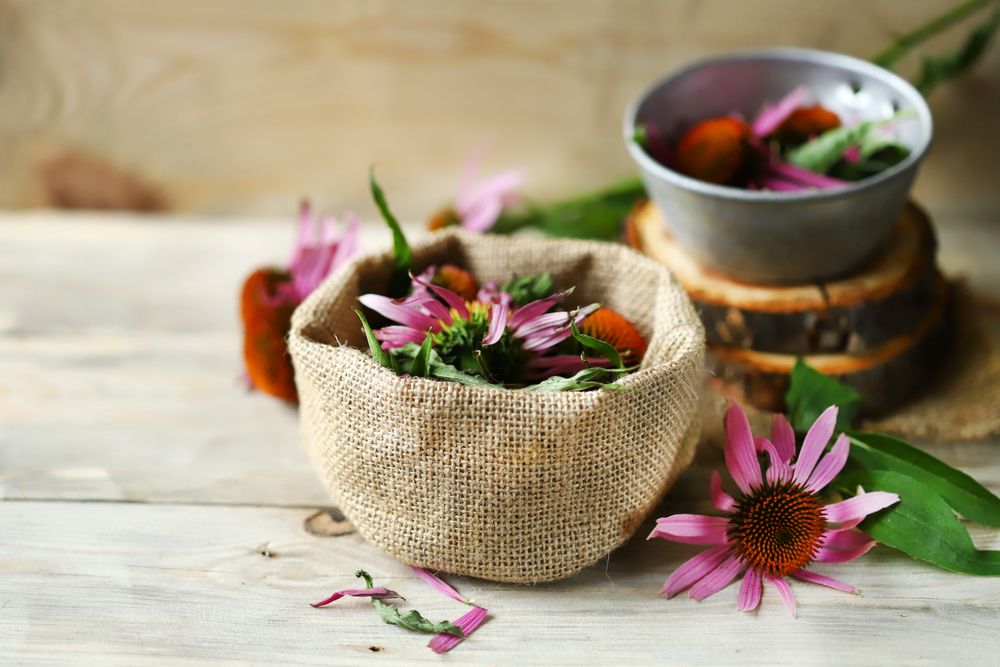 What to avoid when taking echinacea?