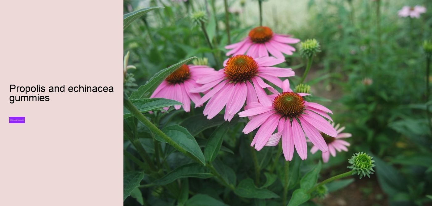 vitamin c and echinacea gummies