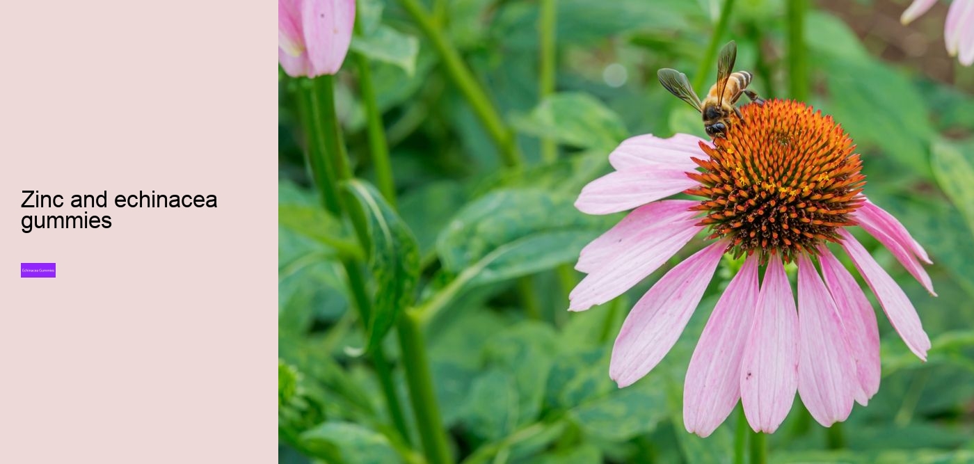 What are the benefits and side effects of echinacea?