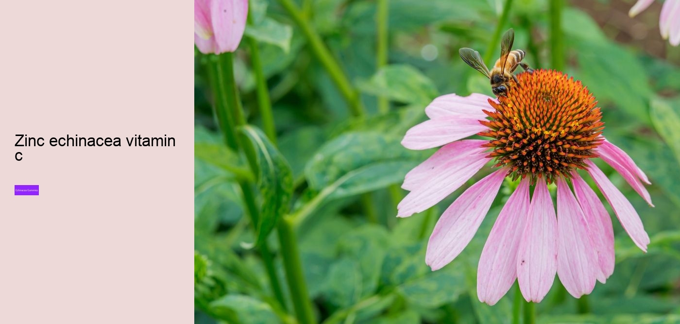 Can I take echinacea supplements everyday?