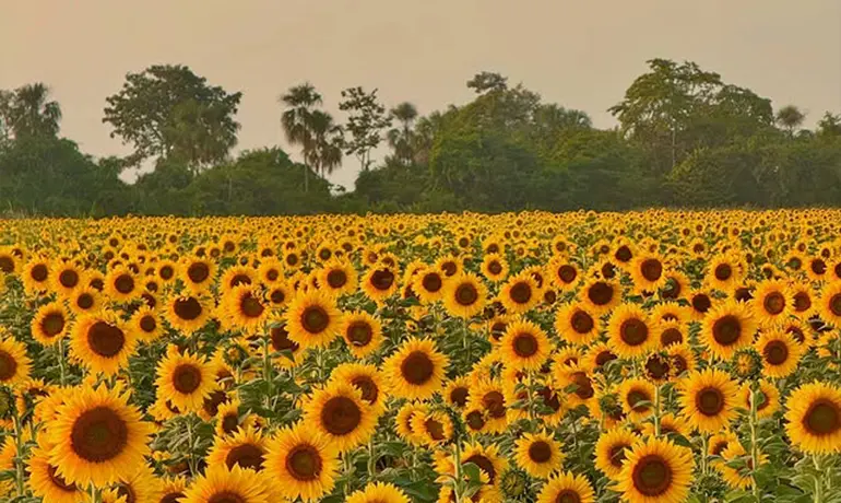 campo-de-girasoles-portuguesa-excursion-hotel-geo-inn-2.webp