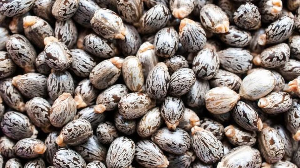 castor seed