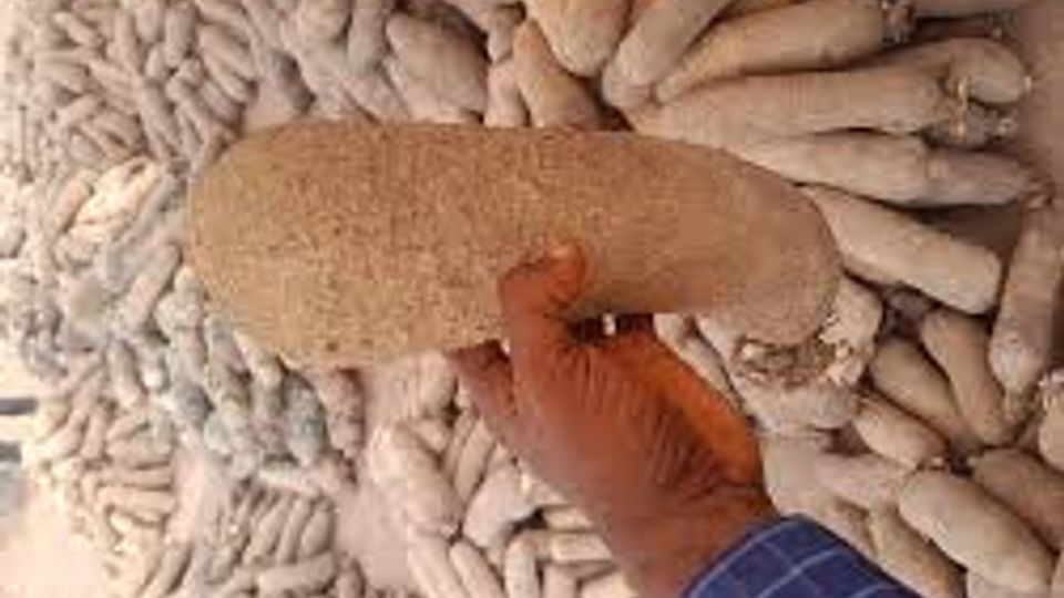 Fresh Tuber of yam 