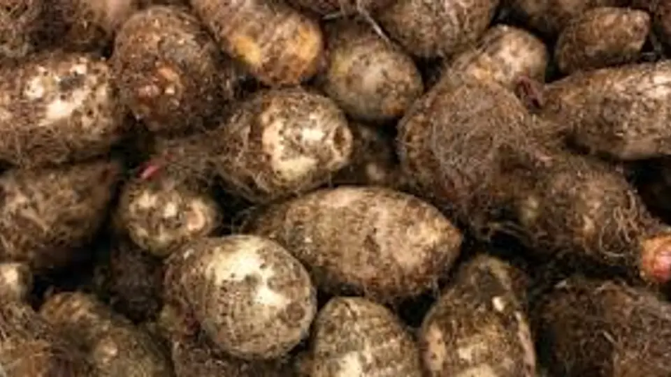 Cocoyam