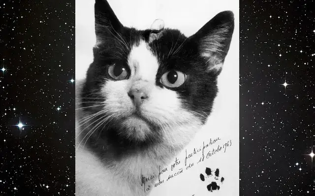 Remembering the First Cat in Space