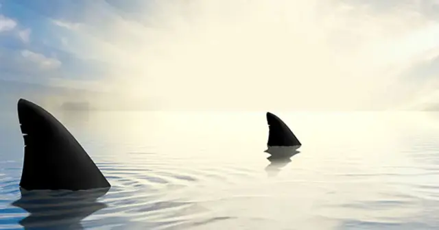 CES Ready, Shark Ready