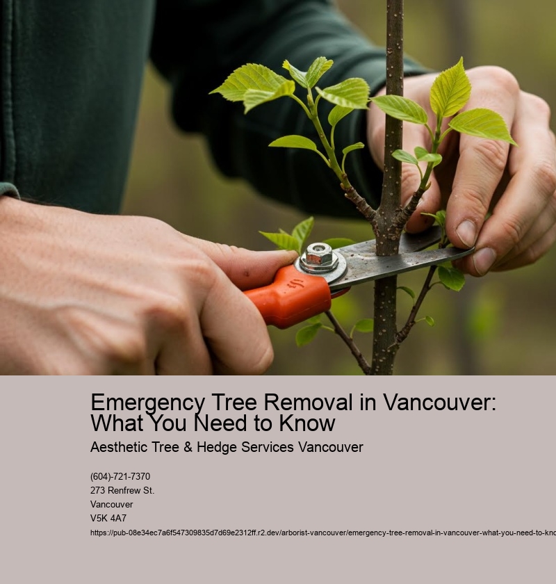 Emergency Tree Removal in Vancouver: What You Need to Know