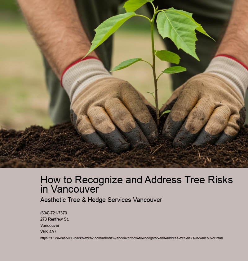 How to Recognize and Address Tree Risks in Vancouver