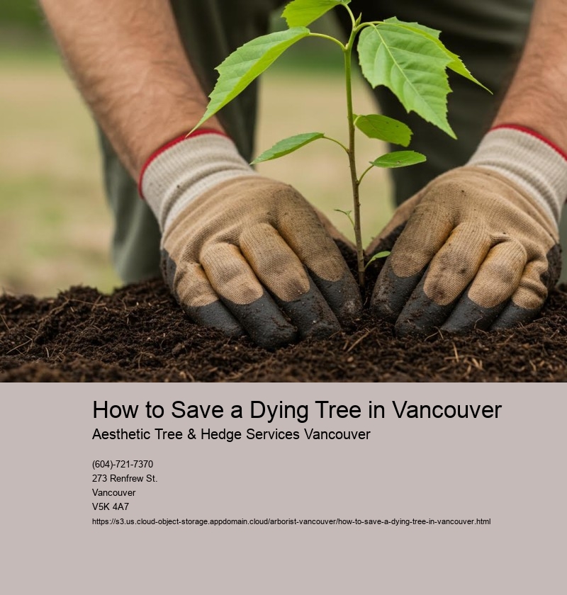 How to Save a Dying Tree in Vancouver