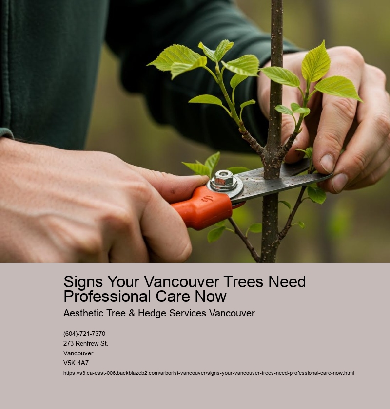 Signs Your Vancouver Trees Need Professional Care Now