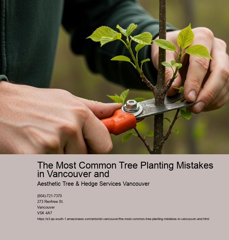 The Most Common Tree Planting Mistakes in Vancouver and