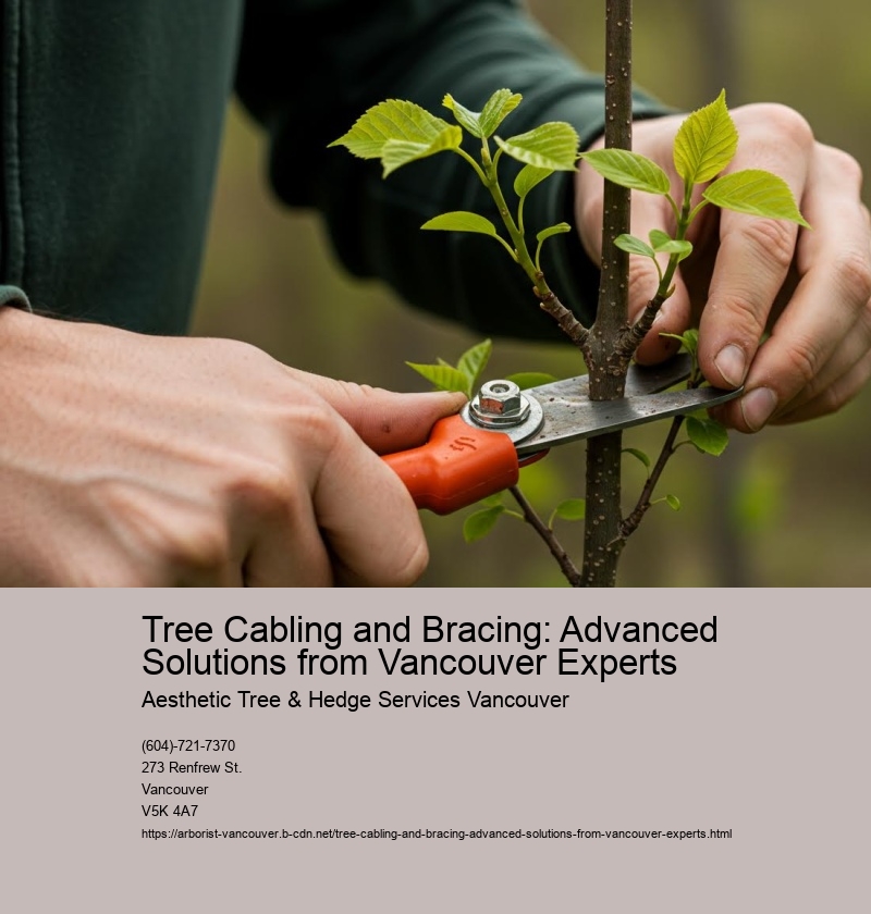 Tree Cabling and Bracing: Advanced Solutions from Vancouver Experts