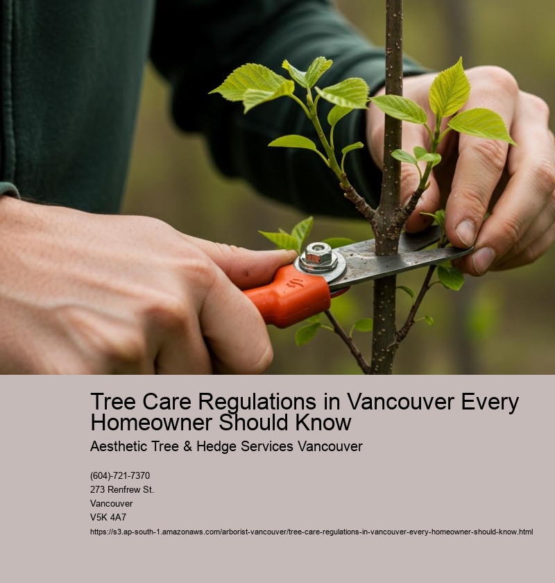 Tree Care Regulations in Vancouver Every Homeowner Should Know