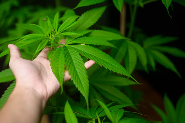 Elevate Your Knowledge and Profits with Cutting-Edge Cannabis Industry Updates