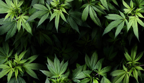 What is the impact of legalization on the cannabis industry?