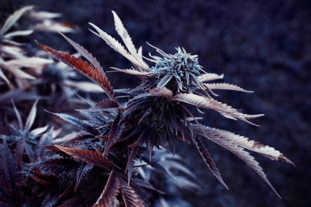 What is blockchain technology's role in ensuring transparency and quality control in the cannabis industry?