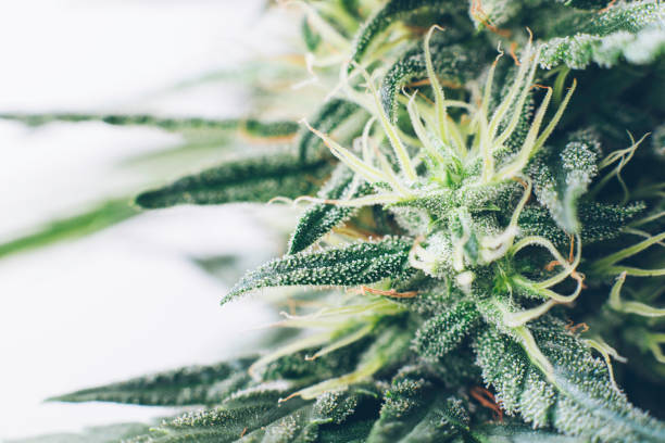 Elevate Your Harvest: Explore Cutting-Edge Solutions in Cannabis Cultivation Innovation