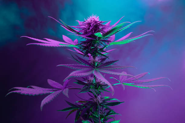 What is automated hydroponic systems and how are they revolutionizing cannabis cultivation?