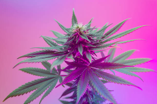 What is aeroponic systems and how do they improve nutrient delivery to cannabis plants?