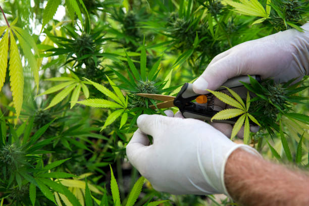 What is the difference between a medical cannabis card and recreational use in Mississippi?