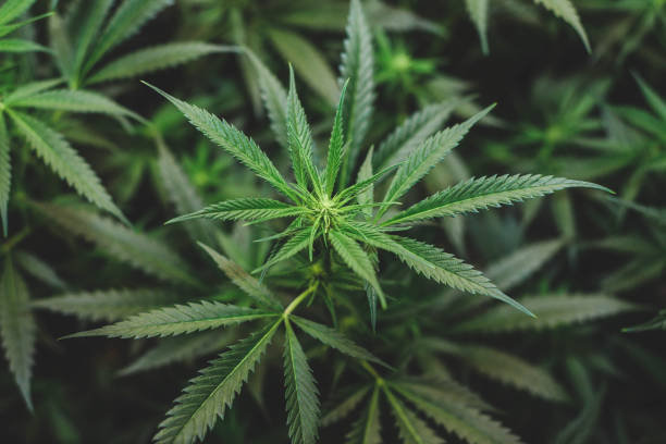 Qualifying conditions for a cannabis card in Mississippi