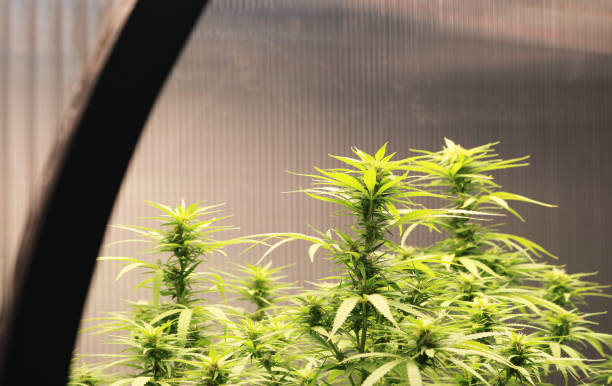 Ready to Access Medical Marijuana? Here's How to Get Your Cannabis Card in Mississippi