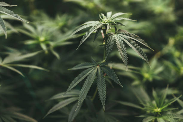 What is the legal age requirement to apply for a cannabis card in Mississippi?