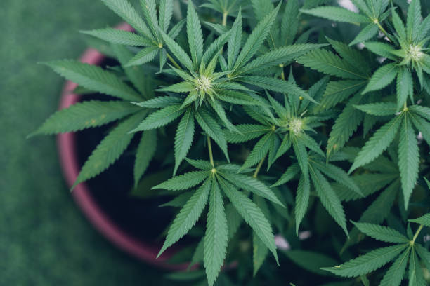 Discover the Insider Tips on Getting Your Cannabis Card in Mississippi 