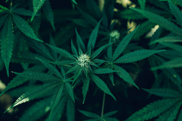Finding a licensed healthcare provider to recommend medical cannabis in Mississippi