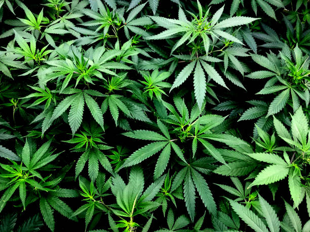 Uncover the Untold Truth About Securing Your Cannabis Card in Mississippi 
