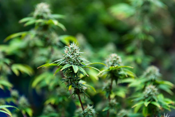 How to Obtain Your Cannabis Card in Mississippi: A Step-by-Step Guide