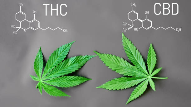 What is the current market outlook for cannabis stocks?