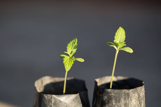 What is the latest news on regulations affecting cannabis stocks?