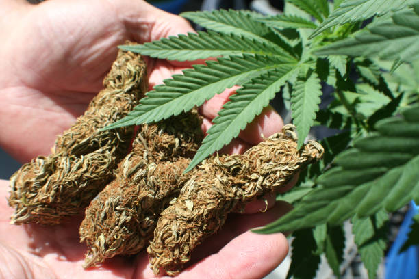 img/marijuanalegalizationprocess.jpg