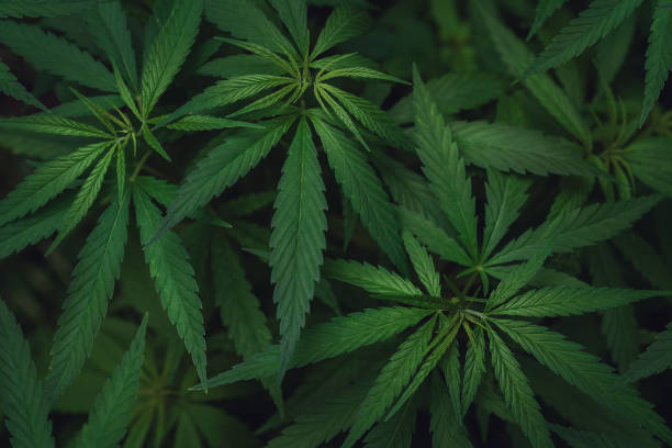 Discover the Top Dispensary for Marijuana Flower in Lynn Ma