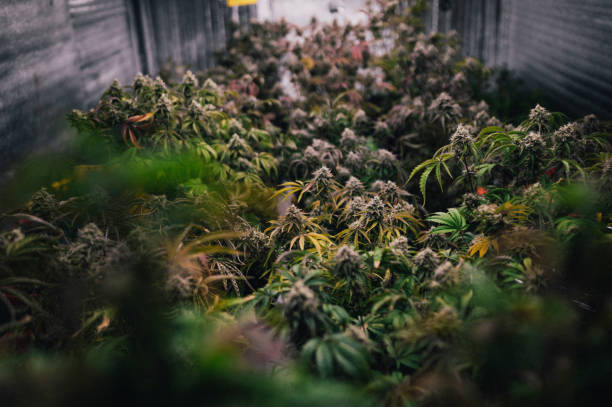 How to Get High-Quality Cannabis at a Dispensary in Lynn Ma