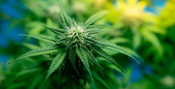 What are the hours of operation for the marijuana flower dispensary in Lynn, MA?