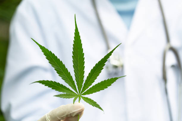 What is the selection like at the marijuana flower dispensary in Lynn, MA?